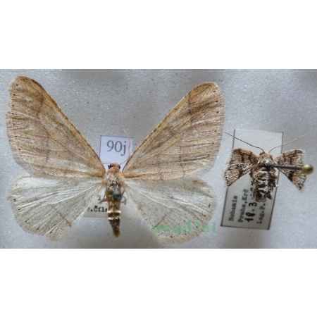 Agriopis marginaria (Fabricius, 1776) pair Zimowek obrzeżek Czech90j